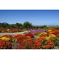 KAROO DESERT NATIONAL BOTANICAL GARDEN image